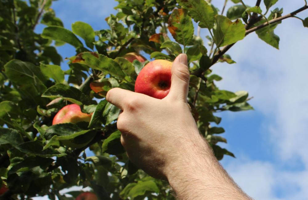 Apple being picked from orchard.