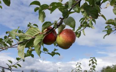 Apple Orchard 2017