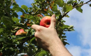 Apple being picked from orchard.